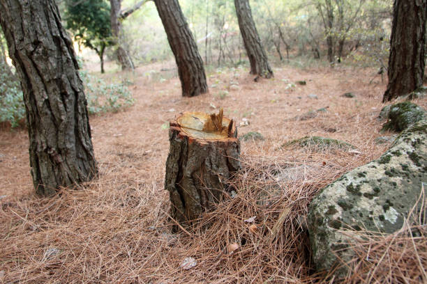 Best Tree Removal  in Westvle, IL