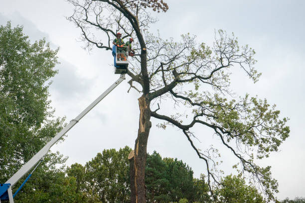 Best Storm Damage Tree Cleanup  in Westvle, IL