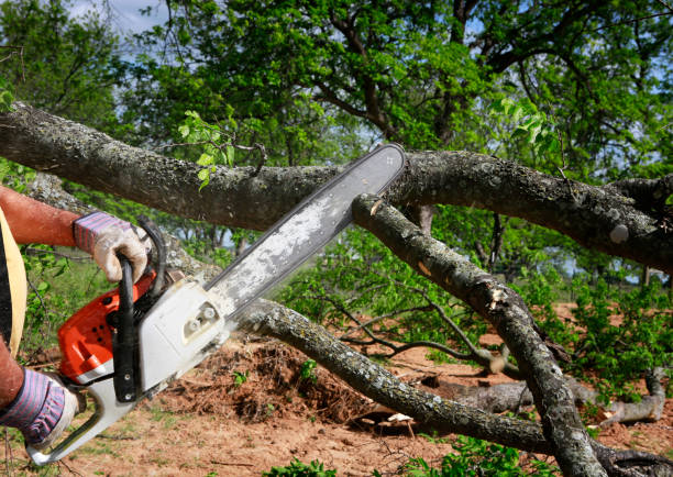 Best Root Management and Removal  in Westvle, IL